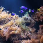 Riverhead Aquarium