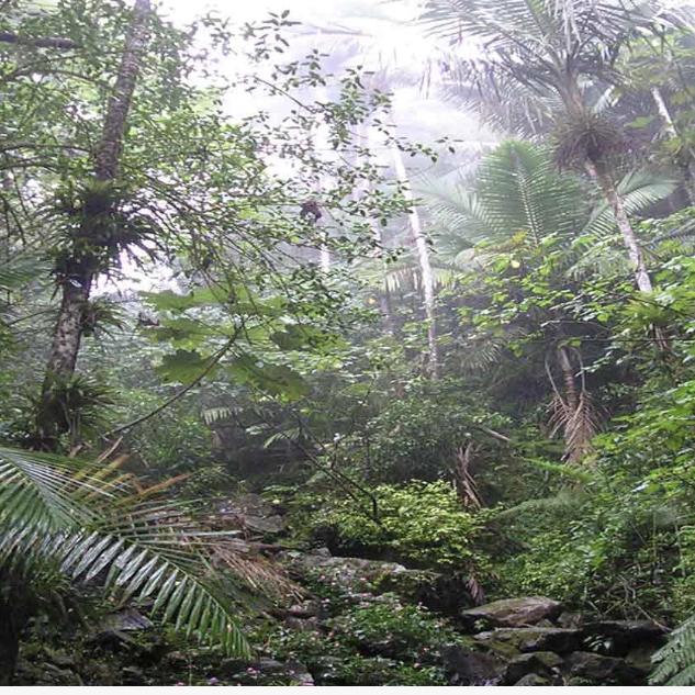 El Yunque Rainforest Drive (San Juan, Puerto Rico)