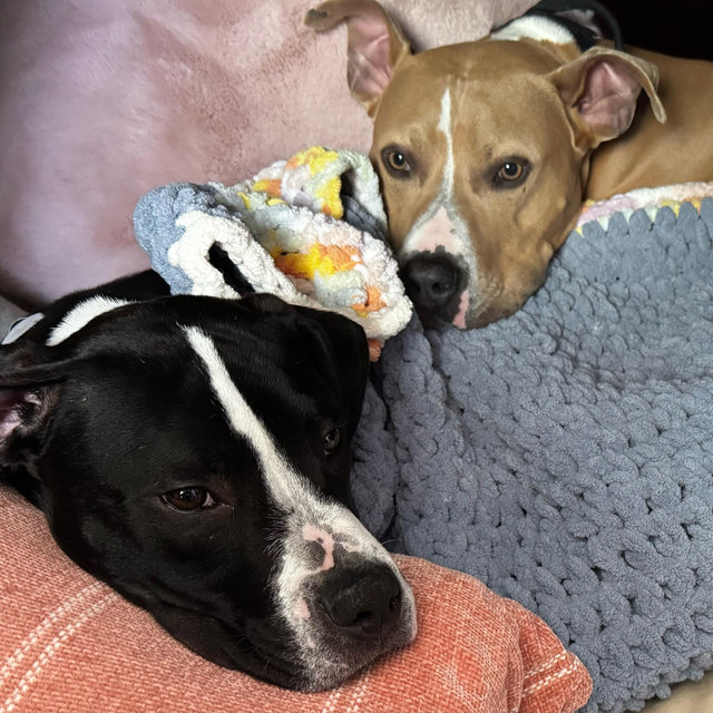 Dog Care Fund