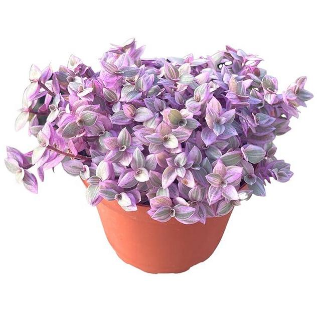 Live Succulent 4" Callisia Repens Pink Lady Turtle Vine, Succulents Plants Live Fully Rooted House Plant for Home Office Decoration, DIY Projects by The Succulent Cult