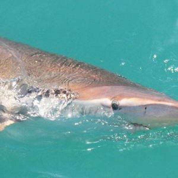 Caged Shark Diving outside of Cape Town