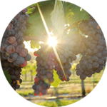 Sans Sebastian Winery