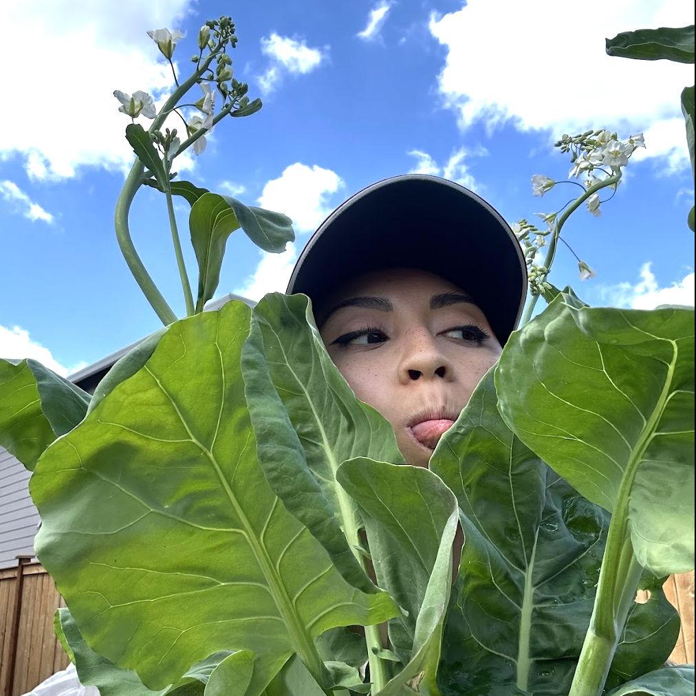 Cecille REALLY got into gardening. Pictured here are her monster Chinese broccoli.