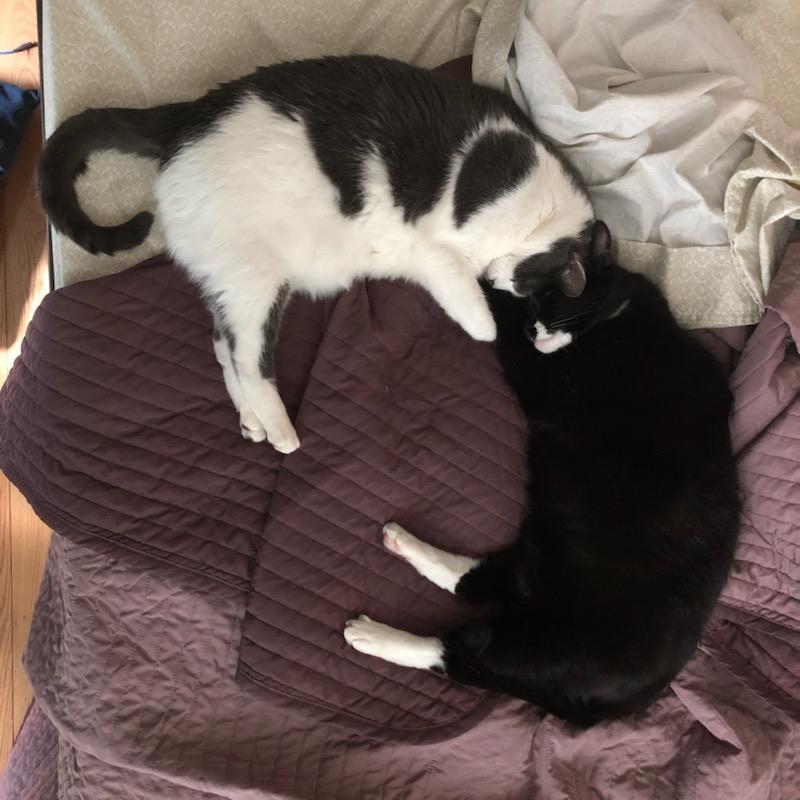 Snuggle head butts