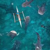 Oslob Whale Shark Watching