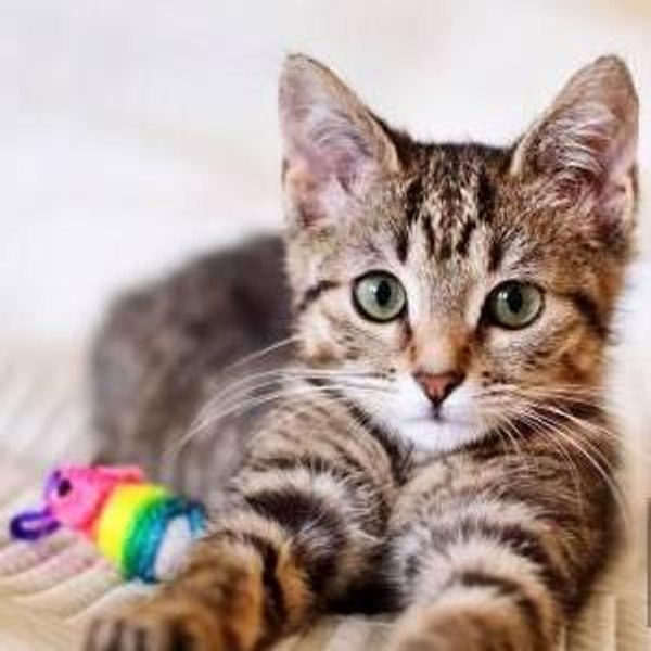 Our New Kitten Fund