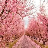 Fresno County Blossom Trail