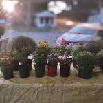 Aiken County Farmers Market