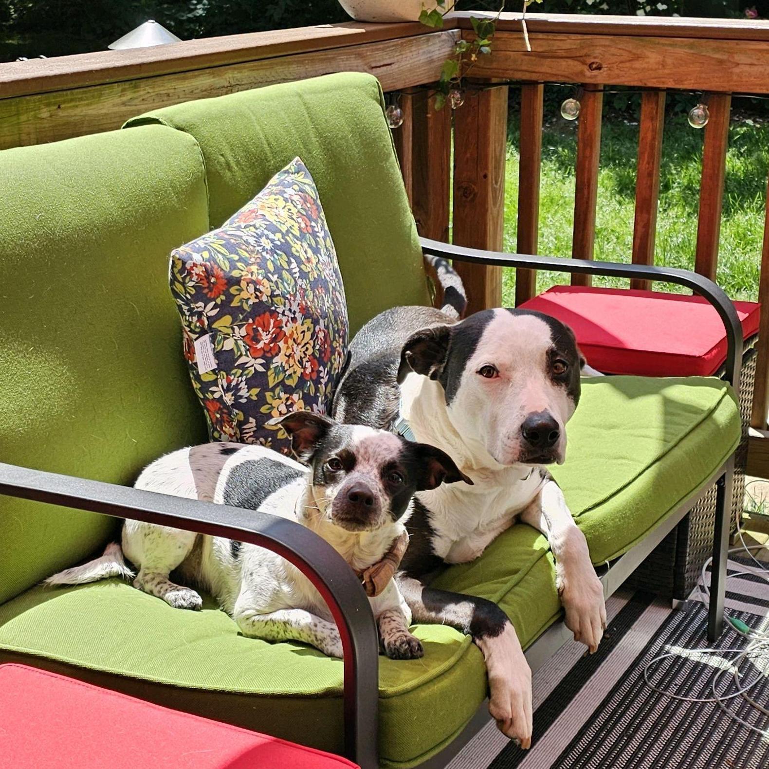Our boys sun bathing