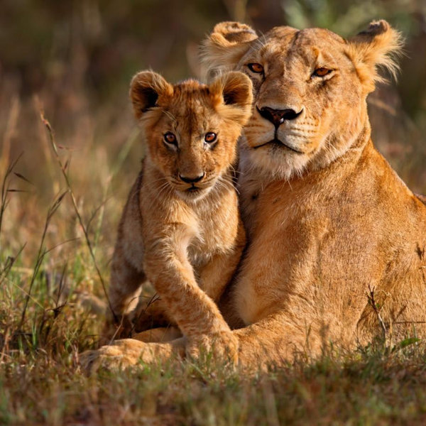 Safari Honeymoon