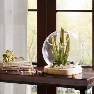 Amory Bubble Terrarium