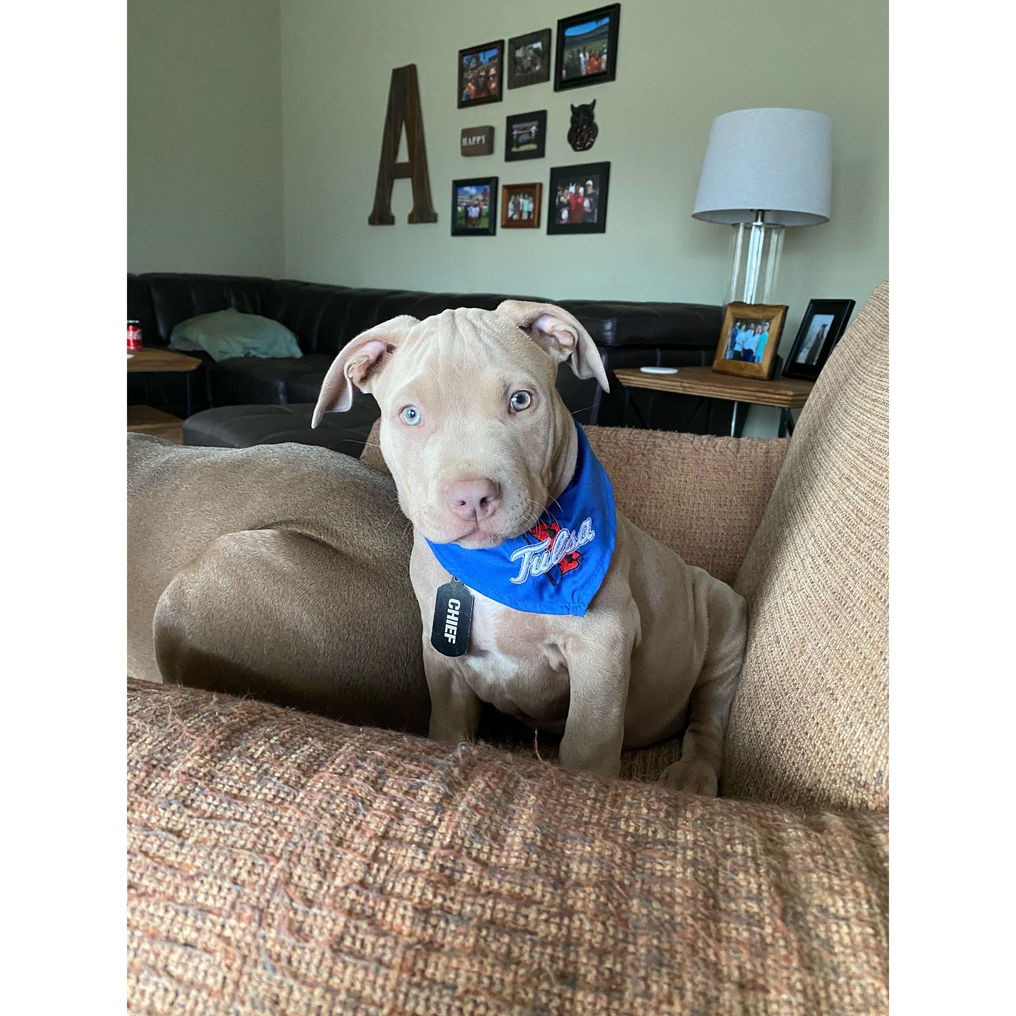 Chief when he was a puppy!