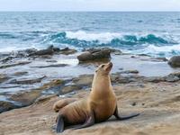 La Jolla Cove