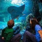 Newport Aquarium