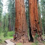 Calaveras Big Trees State Park