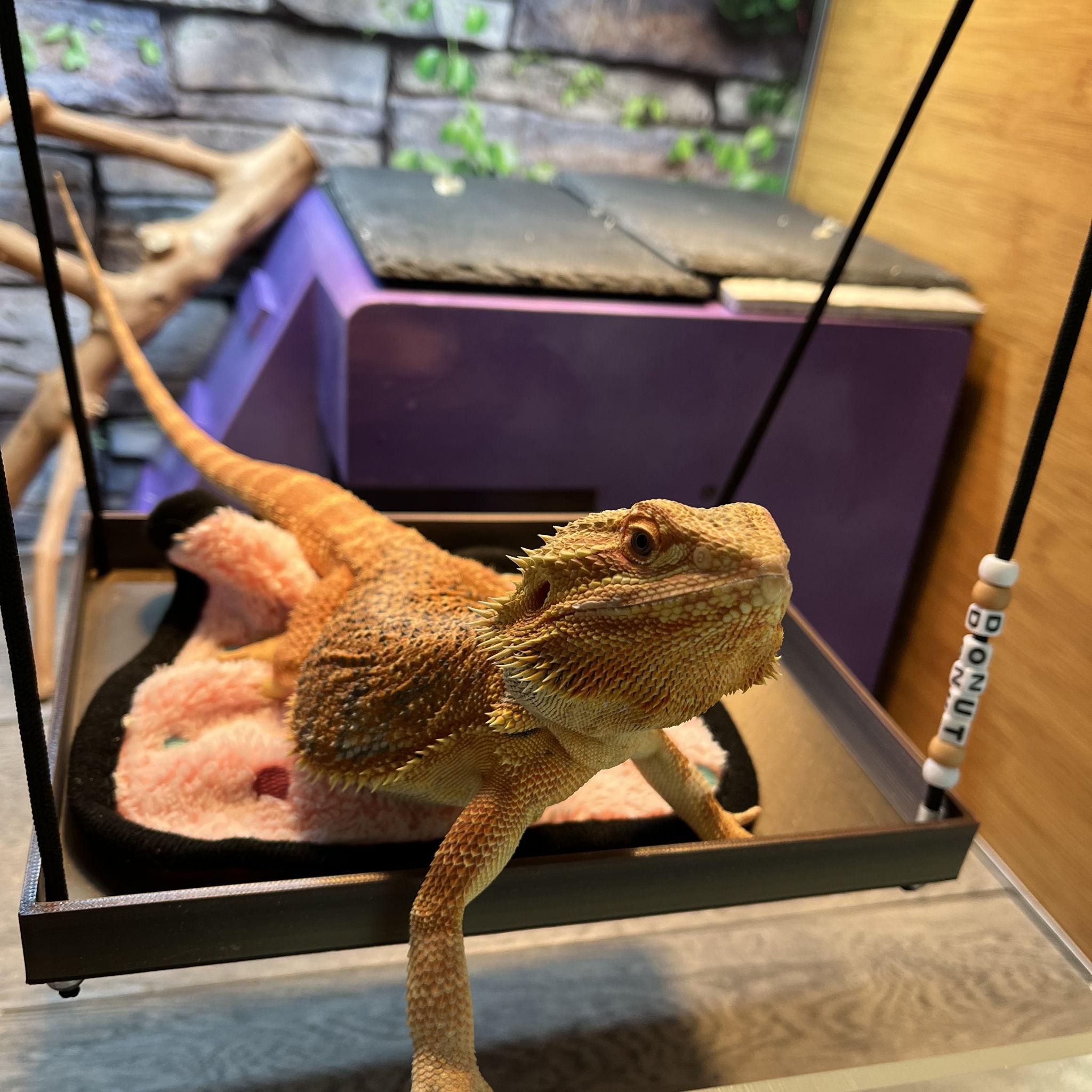 Our first kiddo together - our sassy, sweet, gorgeous boy Donut, our bearded dragon