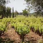 Côtes de Provence