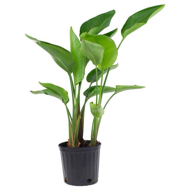 1.9 Gal. Bird of Paradise Plant White Flower in 9.25 in. Grower Pot