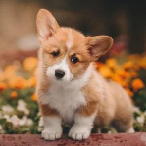 Our New Puppy Fund