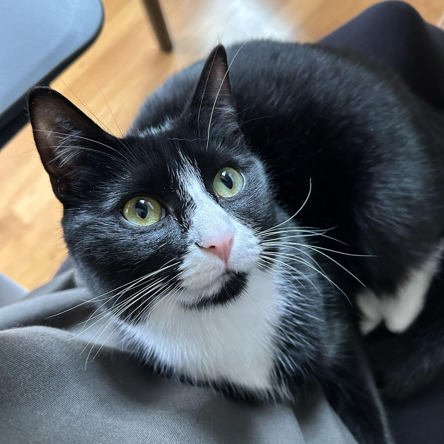 Phoebe