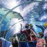 Greater Cleveland Aquarium