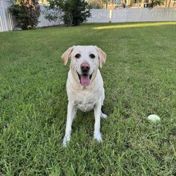 Macie's Toy & Treat Fund