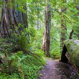 Redwood Nature Trailhead