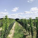 Black Birch Vineyard