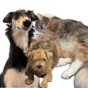 Pet Treats!