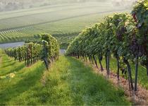 Newport Vineyards