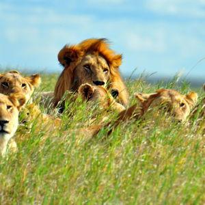 Help Us Find the Lions