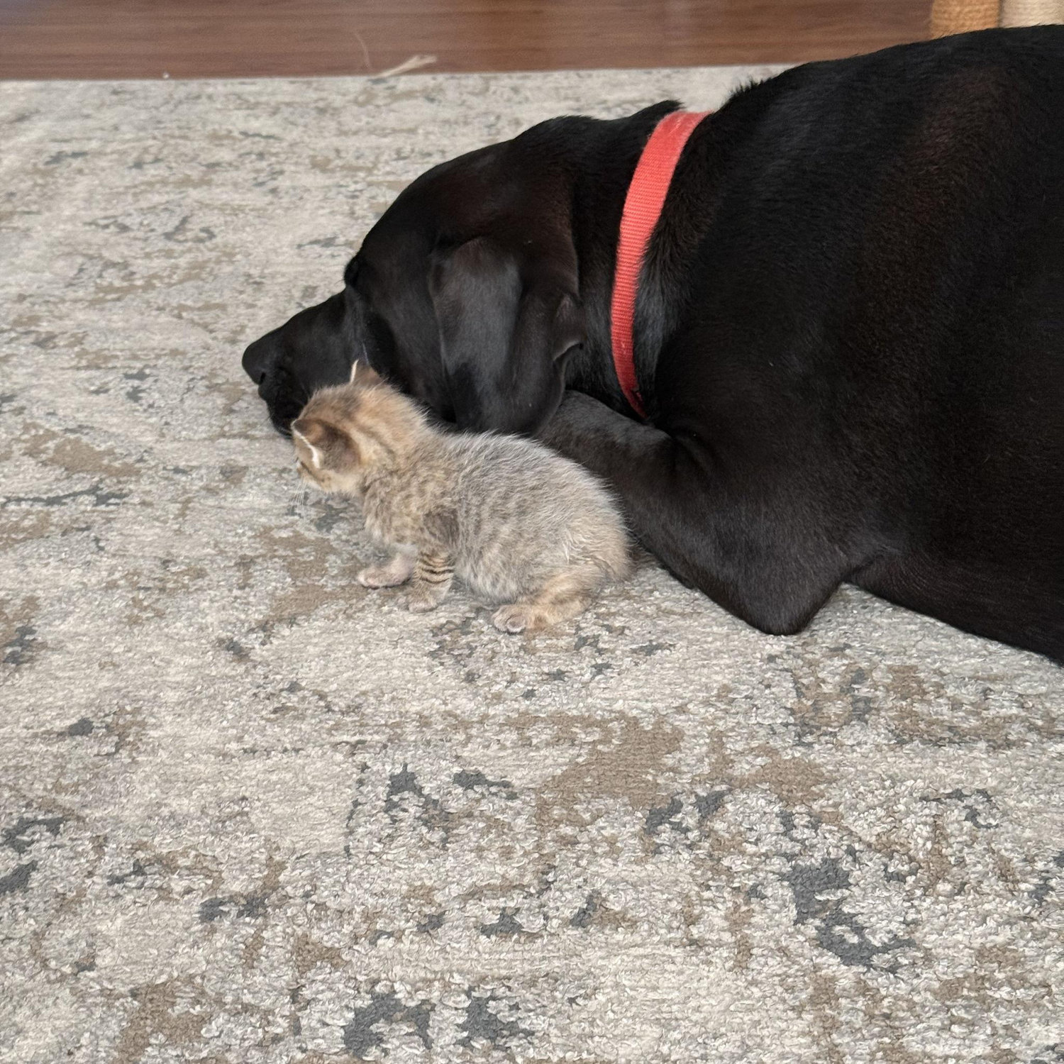 Baby Misty cuddling her older brother.