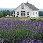 Lockwood Lavender Farm