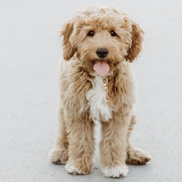 Future Puppy
