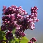 Lilac Festival