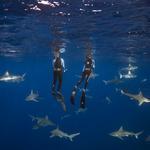 One Ocean Diving