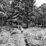 Downhill Forest