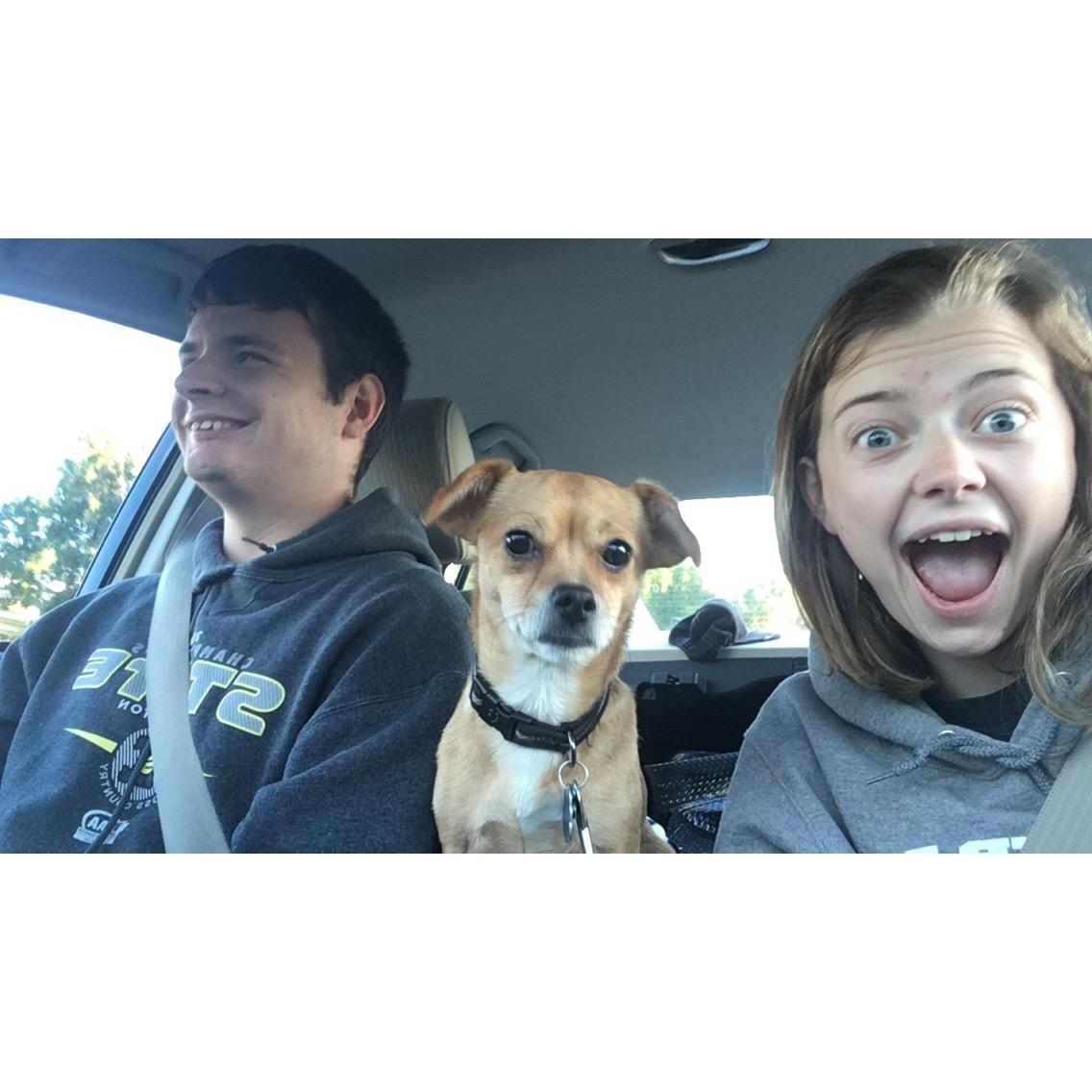 Doggies are often present in our days.
