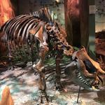 Gray Fossil Site