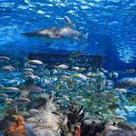 South Carolina Aquarium