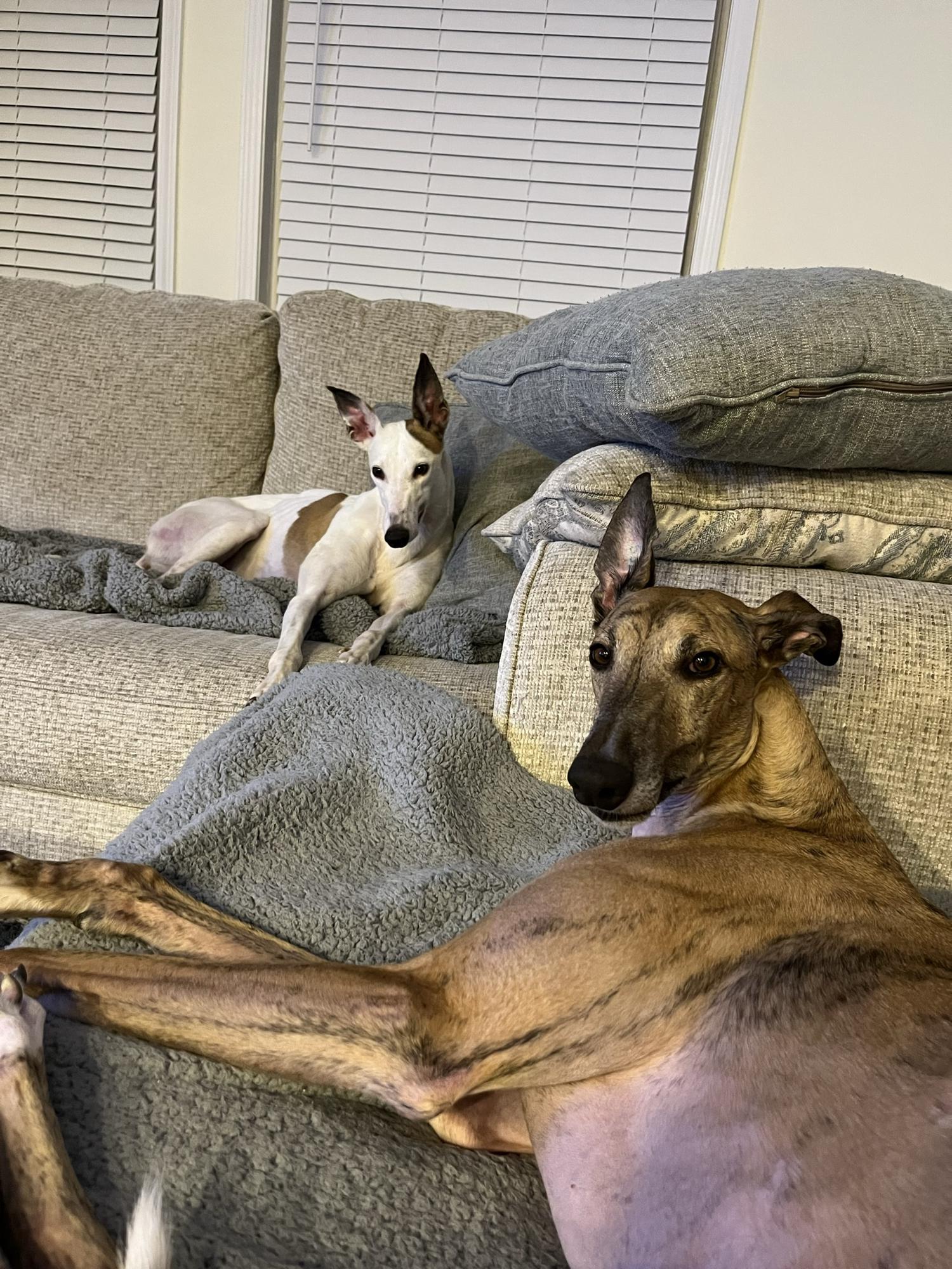 Our current fur babies, Penny & George💖🧡