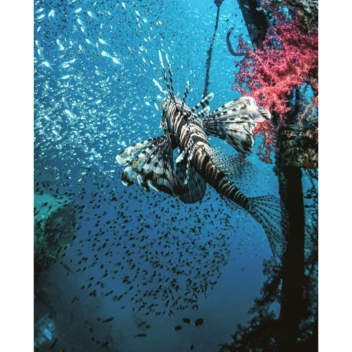 Scuba diving in Southern seaport city Aqaba (for another trip!)