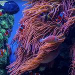 Monterey Bay Aquarium