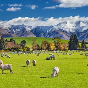 New Zealand Honeymoon Fund
