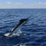 Sport fishing