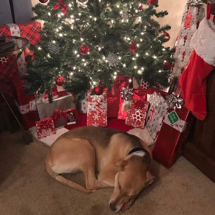 It was our first Christmas together, and this sweet girl wandered up. We love our Zoe ❤