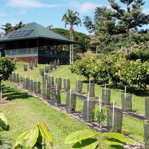 Honeymoon Cocoa Farm Tour (Hawaii)