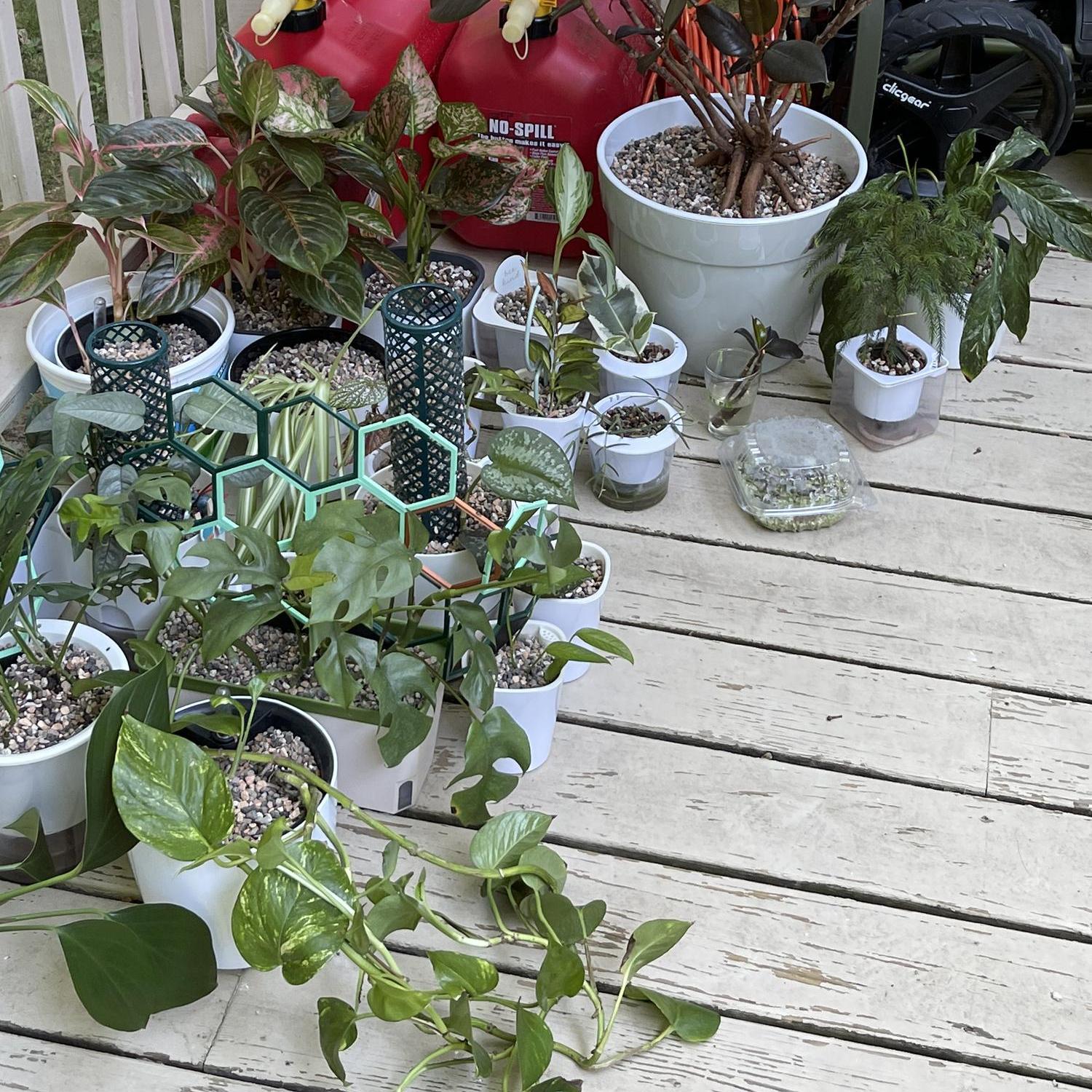 My plants lived outside on the deck until we moved into the rental aka Bird House - 2022