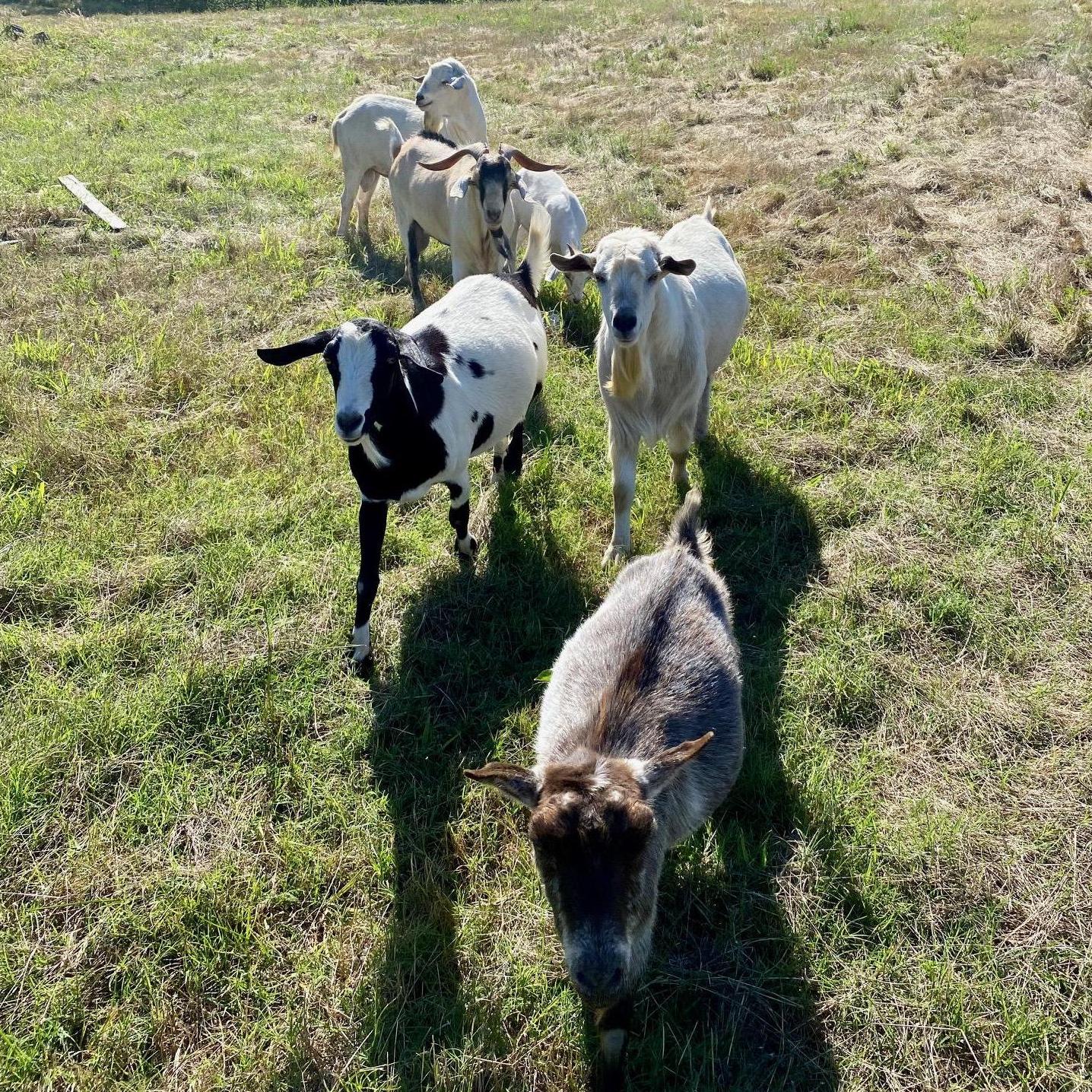 Two pregnant mommas leading the tribe