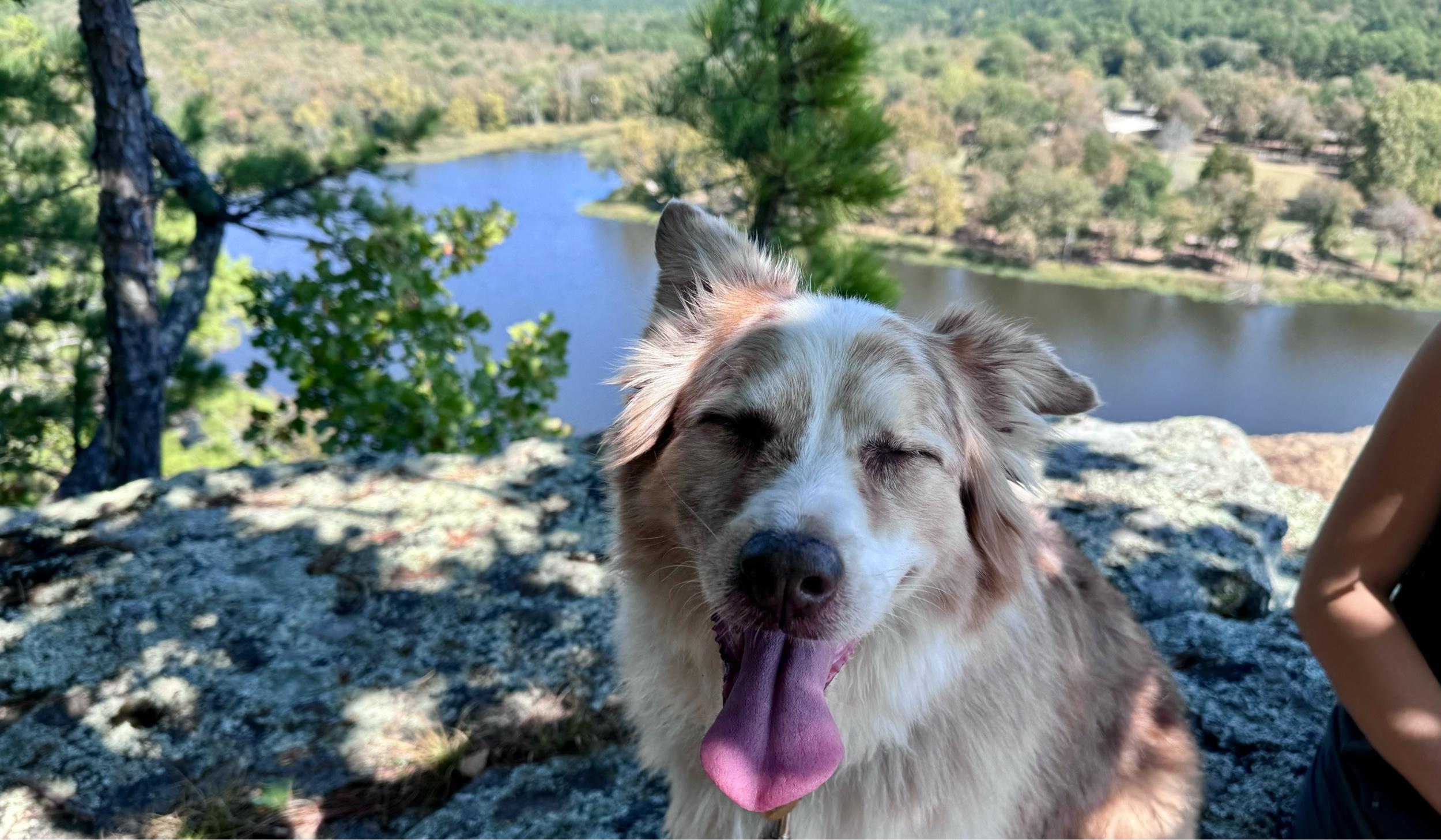 The Wedding Website of Adam Bartholomew and Alison Neill